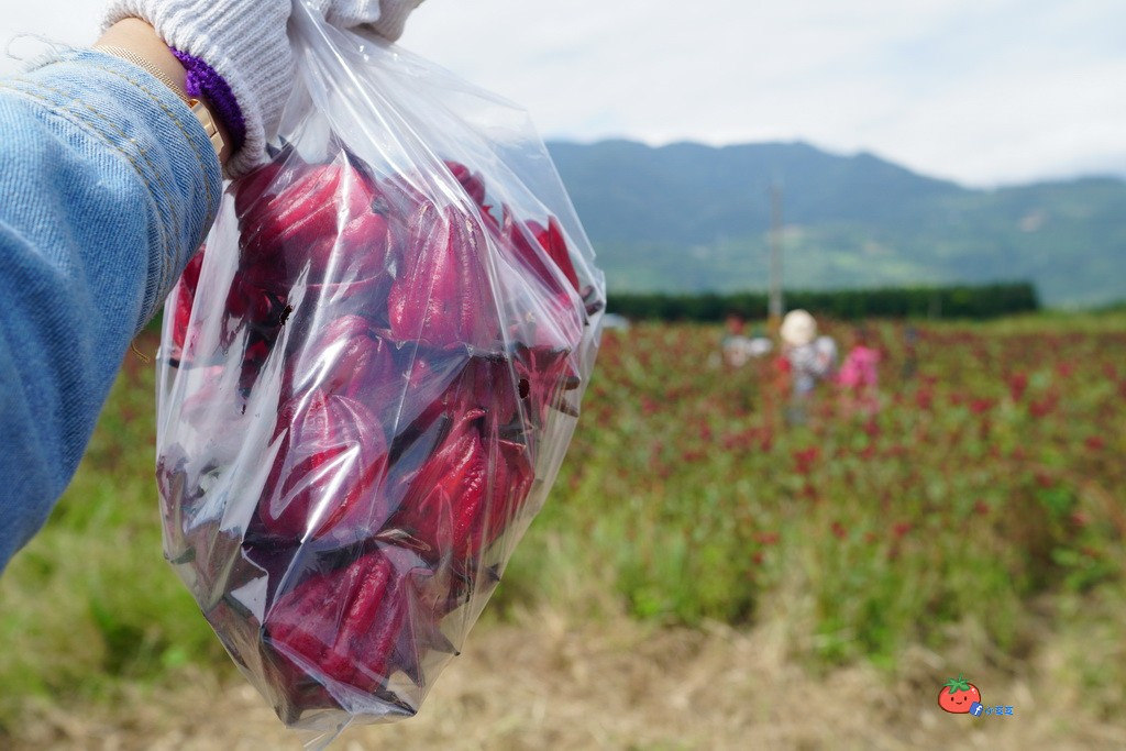 【台東這樣玩】DAY2 釋迦採果 洛神採收 台東糖廠DIY手作織布 園藝體驗