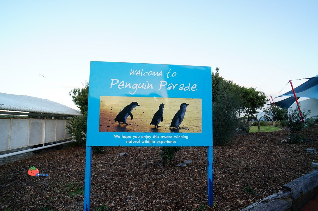 墨爾本企鵝島一日遊 長城旅行社